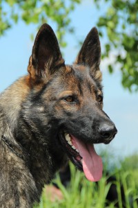 elbee-portret1.jpg